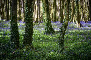 BlueBell Ormanı Cornwall İngiltere 