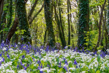 BlueBell Ormanı Cornwall İngiltere 