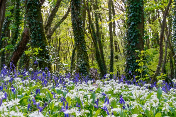 BlueBell Ormanı Cornwall İngiltere 