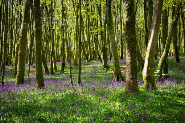 Bluebell Wood Cornwall England — Stockfoto
