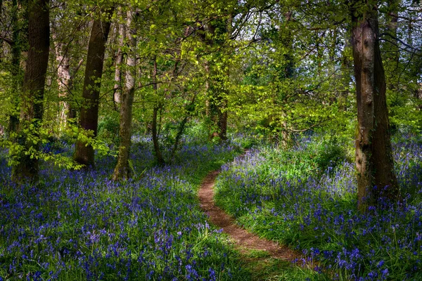 Bluebell Wälder Cornwall England Wildblume — Stockfoto