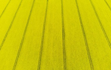 Cornwall 'daki kolza tohumu tarlası İngiltere parlak sarı 