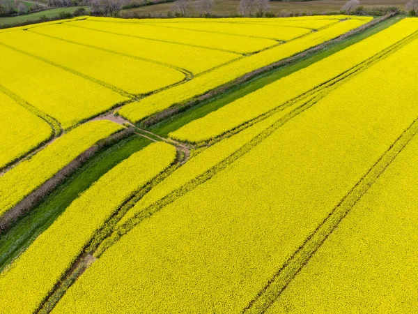 Rapeseed Field Cornwall England Bright Yellow — Stock Photo, Image