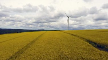 Rüzgar türbini ve kolza tohumu mısır tarlasında bulunan bitkiler. 