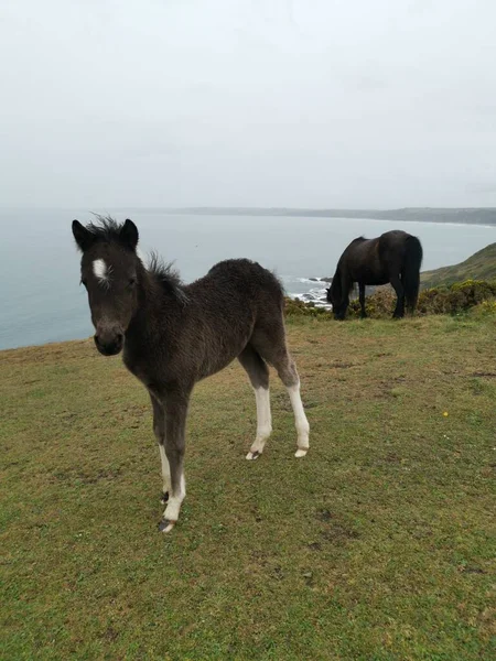 Ngiltere Nin Cornwall Şehrinde Rame Vahşi Midilliler — Stok fotoğraf