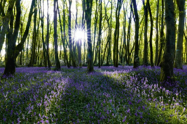 Bluebell Wood Cornwall England Com Sunburst Pôr Sol — Fotografia de Stock