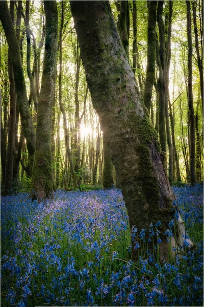 BlueBell Ormanı Mısır Duvarı İngiltere Gün batımında güneş patlaması 