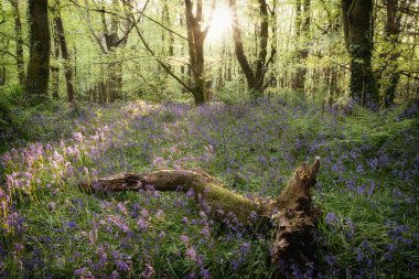 BlueBell Ormanı Cornwall İngiltere 