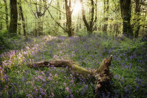 BlueBell Ormanı Cornwall İngiltere 