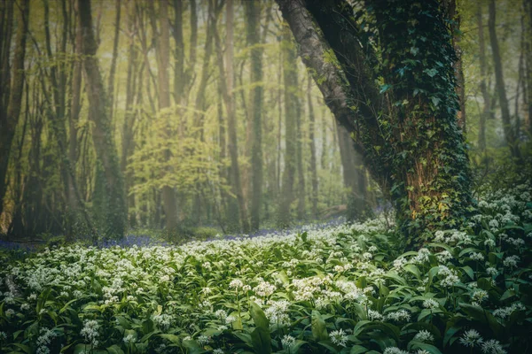 野生のニンニクの森の風景コーンウォール — ストック写真