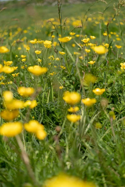 Buttercups Campo Prado Selvagem Belas Flores — Fotografia de Stock