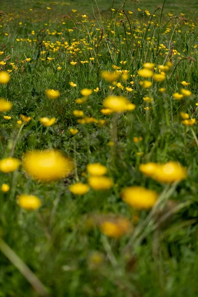 Düğünçiçeği yabani bir çayır tarlası güzel çiçekler. 