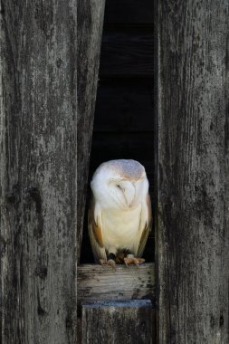 Barn owl peeping out of the wooden barn clipart
