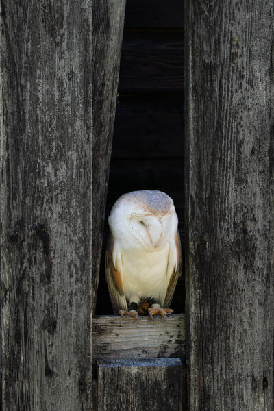 Barn owl peeping out of the wooden barn