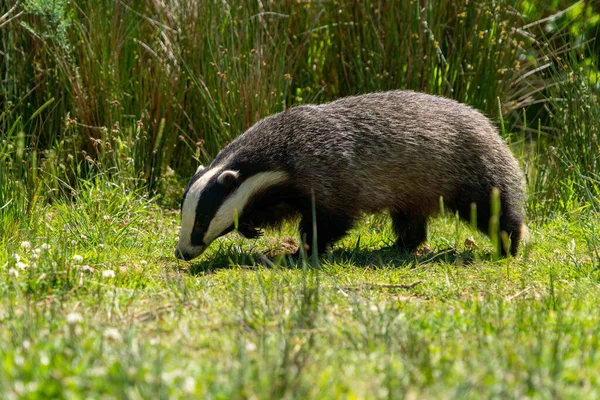 British Badger Field Sunny Day England — Stock Photo, Image