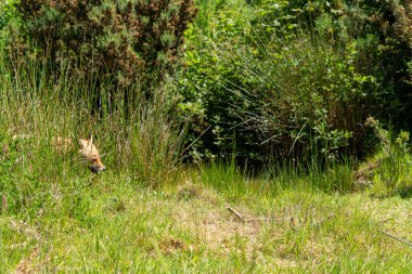 Yeşil çimlerin üzerinde kahverengi tilki 