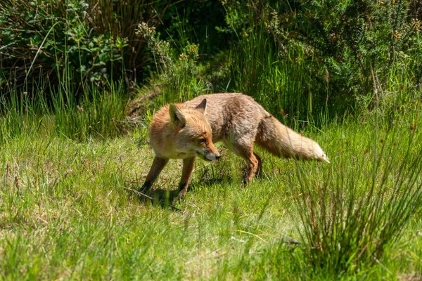 Brown Fox Field Green Grass — Stock Photo, Image