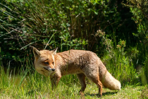 Brown Fox Field Green Grass — Stock Photo, Image