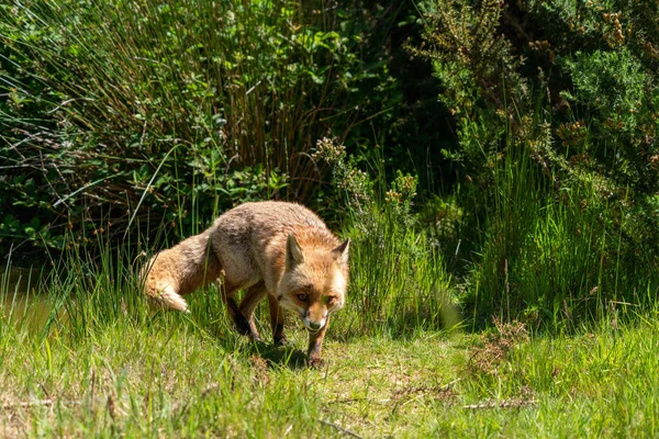 Renard Brun Dans Champ Herbe Verte — Photo