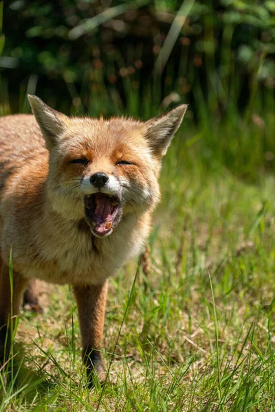Brown fox in a field of green grass