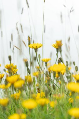 # Çayırdaki sarı çiçekler # 