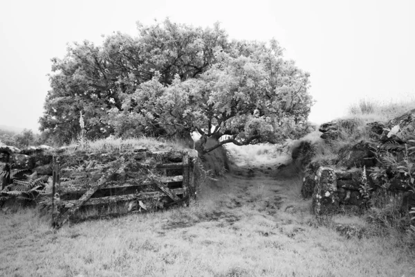 Bodmin Moor Terk Edilmiş Bir Çiftlik Ngiltere Sisin Içinde — Stok fotoğraf