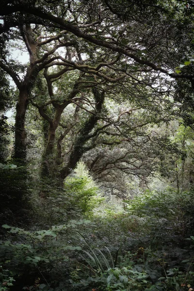 나무로 England — 스톡 사진