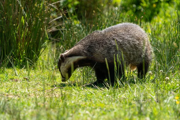 Badger Hitam Dan Putih Dalam Sebuah Field — Stok Foto