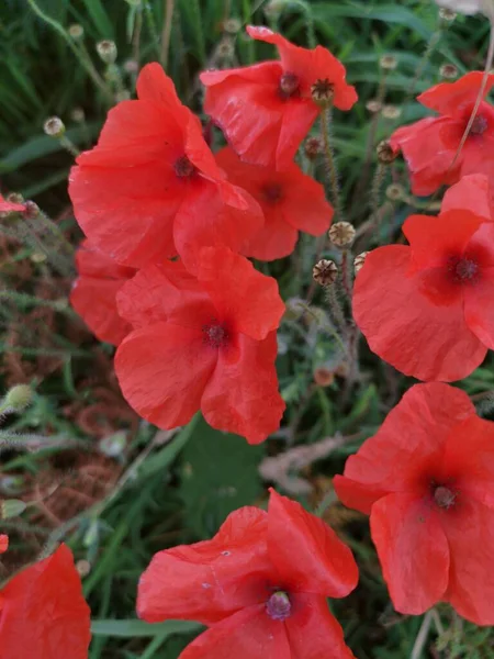 Red Poppies Wild — Stock Photo, Image