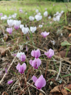 Sonbahar siklamenleri toprakta vahşi pembe ve beyaz