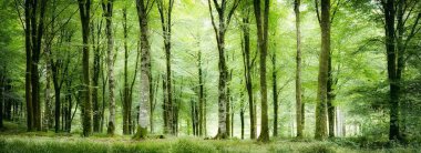 Yazın panorama Cornwall UK 'de boş orman.