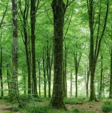 Yazın Cornwall 'daki orman.