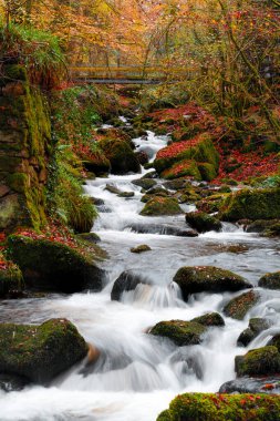 Köpek kulübesi vadisi ormanlık ve Cornwall UK nehri.