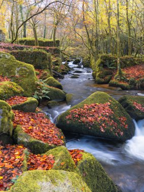 Köpek kulübesi vadisi ormanlık ve Cornwall UK nehri.