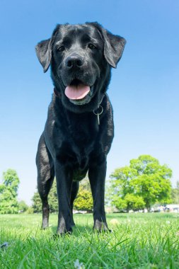 Kara köpek Labrador Retriever, Lake District dağlarındaki güzel bir vadide bir tepenin üzerinde duruyor. Mavi gökyüzü güneşli bir gün.