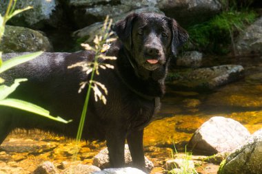 Bir dağ deresinde duran labrador av köpeğinin komik portresi.