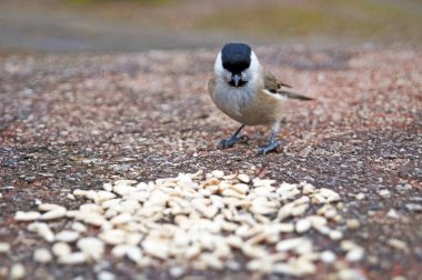 Gri beyaz ve siyah tüylü küçük kuş soğuk bir kış gününde parkta ayçekirdeği yiyor.