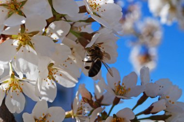 Bir arı, yeşil yapraklı bir dalda kiraz çiçekleri ve beyaz yapraklarla polen toplar.