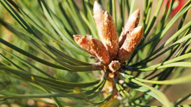 Güneşli bir bahar gününde ağaçta çam tomurcukları ve uzun yeşil iğneler.
