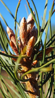Güneşli bir bahar gününde ağaçta çam tomurcukları ve uzun yeşil iğneler.