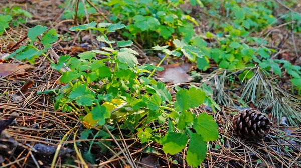 晴れた春の日に森の中の牧草地で緑鮮やかな葉を持つセランディンブッシュ — ストック写真
