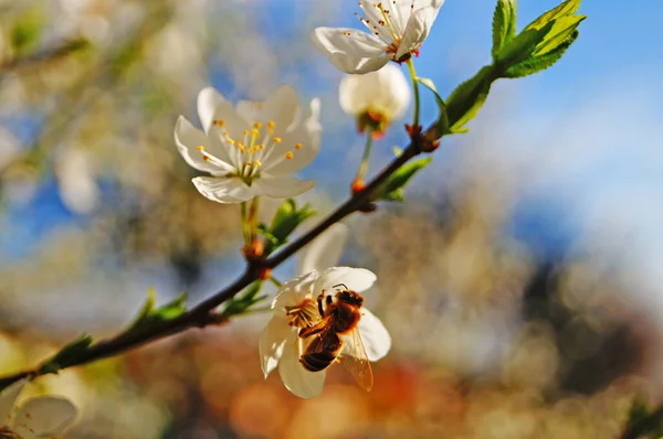 Une Abeille Recueille Pollen Sur Des Fleurs Cerisier Aux Délicats Image En Vente