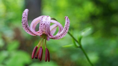 Ormandaki açık alanda yeşil yaprakları olan bir dalda pembe-mor yapraklı vahşi zambaklar.