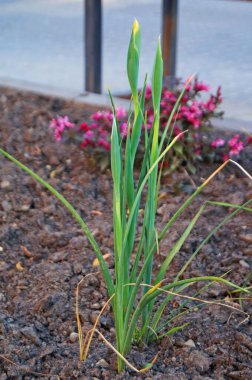 Çiçek tarlasında yeşil yapraklı mavi, mor, beyaz ve sarı yapraklı, gümüşi çiçekler.