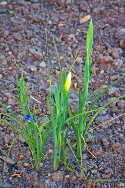 Çiçek tarlasında yeşil yapraklı mavi, mor, beyaz ve sarı yapraklı, gümüşi çiçekler.