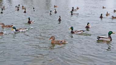 Kahverengi, siyah ve beyaz tüylü bir ördek bir sonbahar günü gölde yüzer.