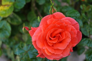 Çiçekler ve gül tomurcukları narin pembe, beyaz ve sarı çalılıklarda yeşil yapraklı bir dalda güneşli bir günde