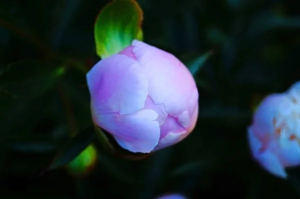 Pioenroos Bloemen Knoppen Met Delicate Roze Witte Bloemblaadjes Een Struik — Stockfoto