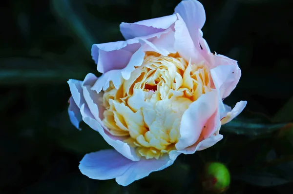 Fleurs Pivoineuses Bourgeons Aux Délicats Pétales Roses Blancs Sur Buisson — Photo