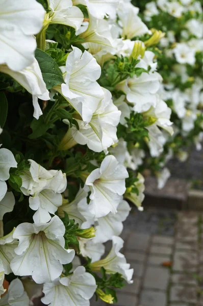 Petunia Flores Con Delicados Pétalos Blancos Hojas Verdes Lecho Flores — Foto de Stock